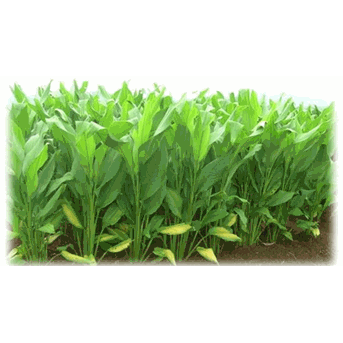 Kunyit turmeric makassar sulawesi selatan