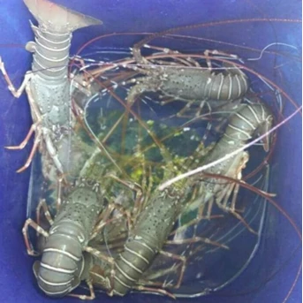 Lobster Bambu