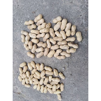 Beli Kacang Tanah yang berkulit buat makanan ringan