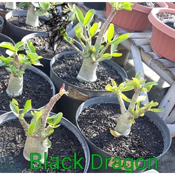 Black Dragon (mixed hybrid)