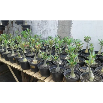 CONTOH POHON GRAFTING SIZE A