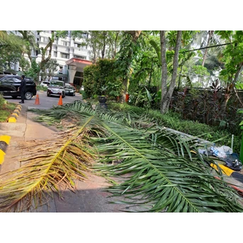 perawatan taman aktivitas merapikan pohon kelapa