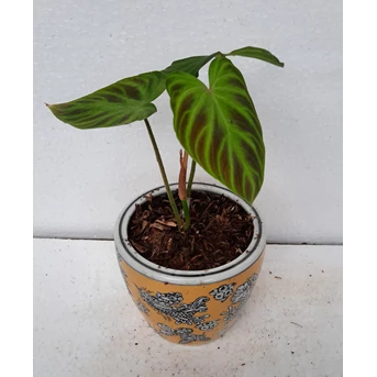 Tanaman Hias Philodendron Verrucosum