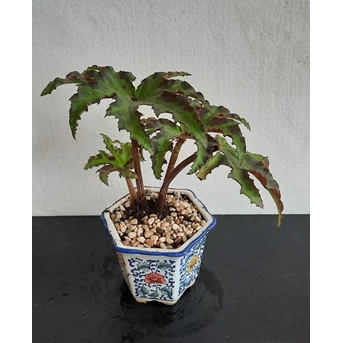tanaman hias begonia heracleifolia