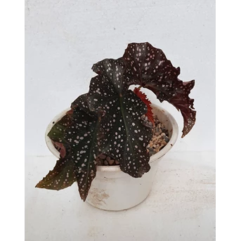 Tanaman Hias Begonia Mocca Polkadot Keriting