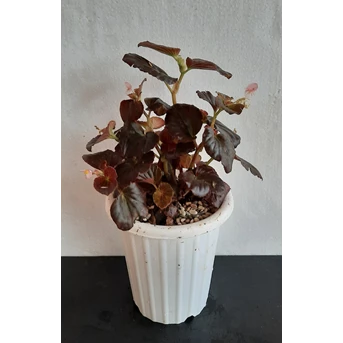 Tanaman Hias Begonia Semperflorens - Cucullata Wild
