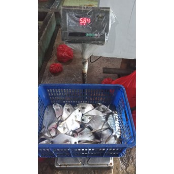 ikan Bawal Bintang hidup ( live) makanan laut