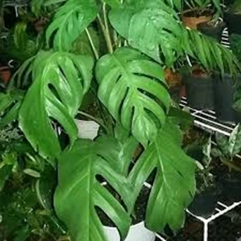 tanaman hias rhaphidophora pinnata schott ( ekor naga )