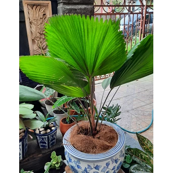 tanaman hias livistona chinesis - palm kipas