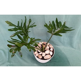 tanaman hias philodendron selloum ( jari )