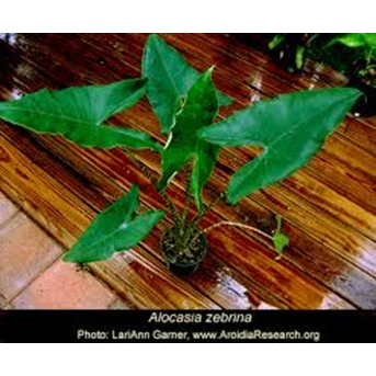 Tanaman Hias Alocasia Reticulata