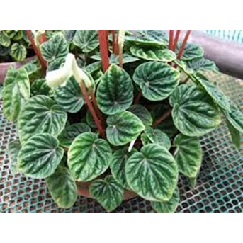tanaman hias peperomia caperata