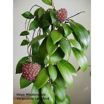 Tanaman Hias Hoya Mindorensis