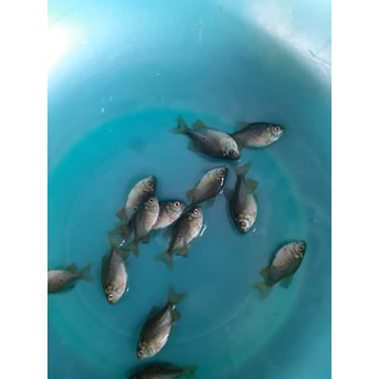 Bibit Ikan / Benih Ikan Bawal