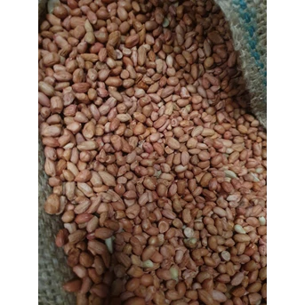 kacang tanah atau peanut-2