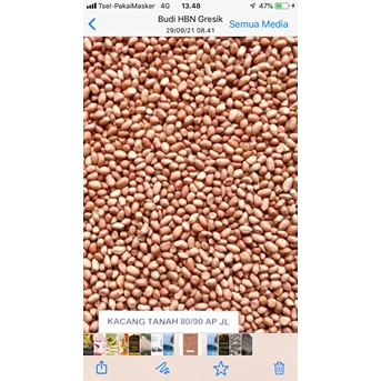 kacang tanah atau peanut