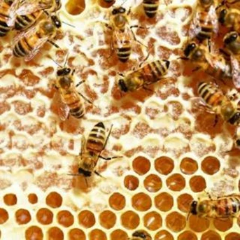 madu sarang honey comb fresh honey 250gram grade b-1