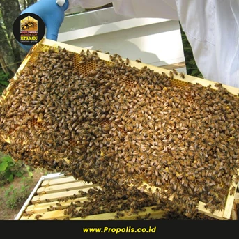 Agen Lebah Madu Murni Malang Jawa Timur