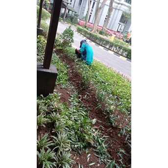 Perawatan taman membersihkan gulma tanaman di Amartapura 29/06/2022