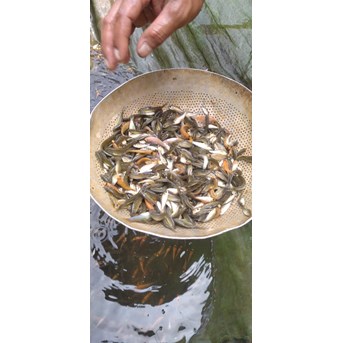 Benih Ikan / Bibit Ikan Nilem (Nilam)