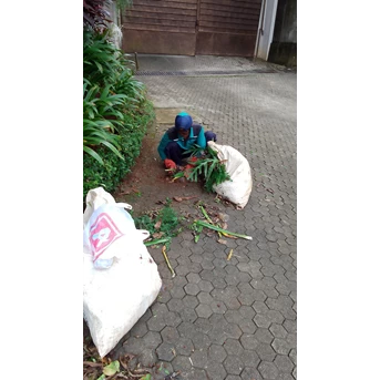 Perawatan taman angkut sampah daun di perumahan Cinere 03/03/2023