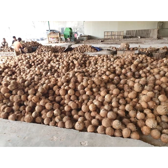ekspor kelapa bulat jambi