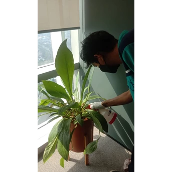 Perawatan taman membasmi kutu daun tanaman indoor di PROTELINDO