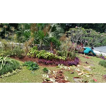 Perawatan taman proses cek tanaman di perumahan Cinere 27/05/2023