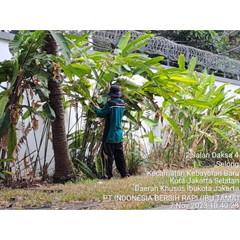 Perawatan taman memankas daun kering di Kedutaan Ceko 11/11/2023