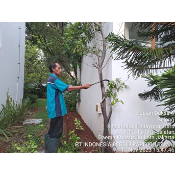 Perawatan taman memankas batang kayu di Kedutaan Ceko 17/11/2023