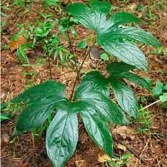 #Tacca Palmata Dioscoreaea (Tacca Sp)