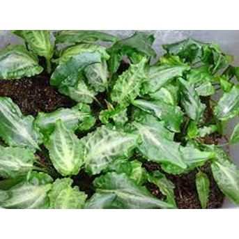 Cryptocoryne L19 (Cryprocoryne Sp)