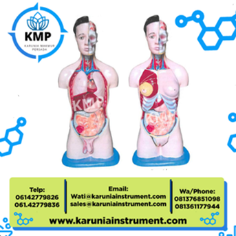 Model Torso Dwi Fungsi Setengah Badan pada Manusia