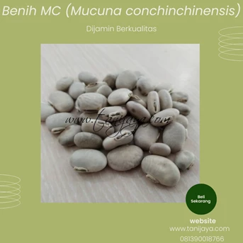 Benih legume Cover Crop jenis MC (Mucuna Conchinencis)