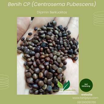 Benih Legume Cover Crop CP ( Centrocema Pubescens)