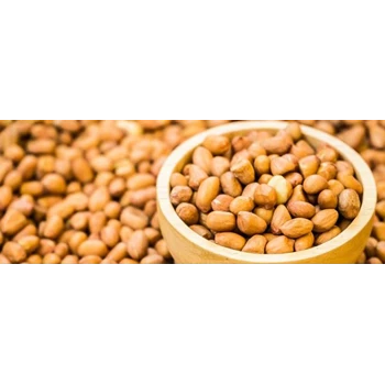 Kacang Tanah Berkualitas