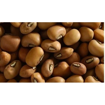 Kacang Tunggak 
