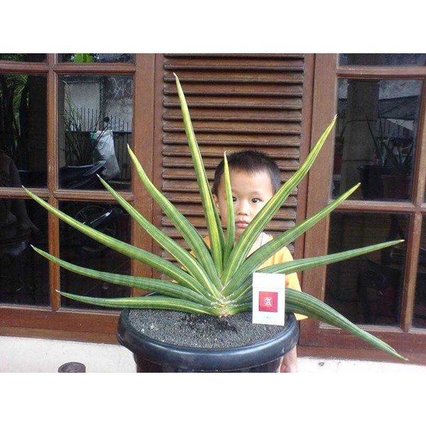 snake plant white Sansevieria 'White'