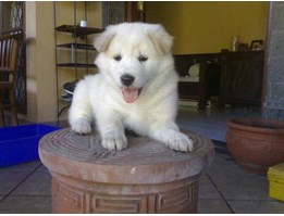 Jual Mesin Produksi Elektronik Di Indonesia Agen Distributor