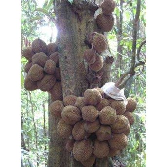400 Hantu Durian Nyata Terbaru
