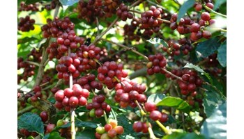 Jual Beli Biji Kopi di Indonesia, Agen, Distributor 