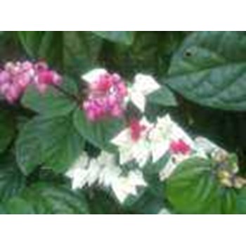 Jual TUMBUHAN NONA MAKAN SIRIH ~ Clerodendrum thomsonae Balff ...