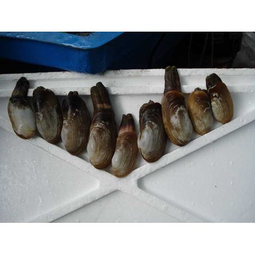 Jual Kerang Gajah Live Dki Jakarta Andro Marine Asiatic Indonetwork
