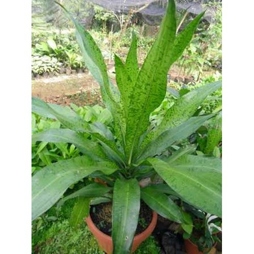 Jual Dracaena Cantleyi Jawa Barat - Araind-Indonesia Ornamental Plants  Nursery | Indonetwork