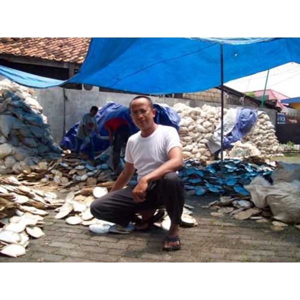 Mother of pearl ( MOP) / Kulit kerang mutiara oleh CV