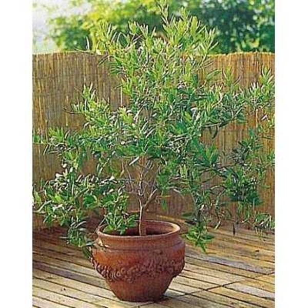 TEMPATNYA BIBIT UNGGUL, POHON LANGKA DAN UNIK oleh 