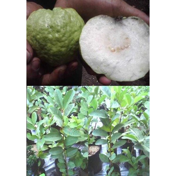 Bibit Pohon Jambu Biji Kristal oleh Sentra Tani Bogor di Bogor