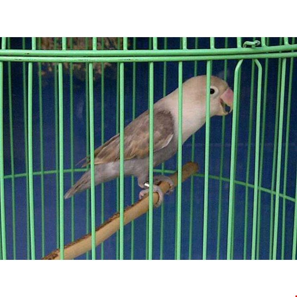 Jual Beli Burung Kicau Jakarta Utara  TulisanViral.Info