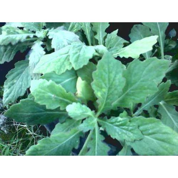 Kumpulan Nama Lain Daun Dewa - Gambar Tanaman Obat