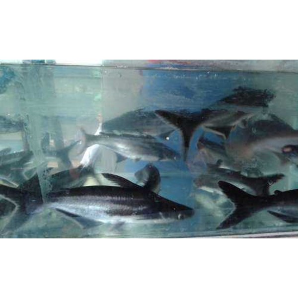 8800 Koleksi Gambar Ikan Hiu Hias Gratis